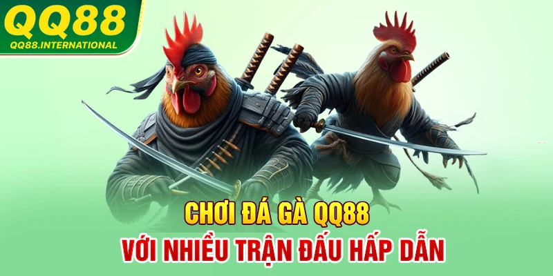 Chới đá gà QQ88 với nhiều trận đấu hấp dẫn