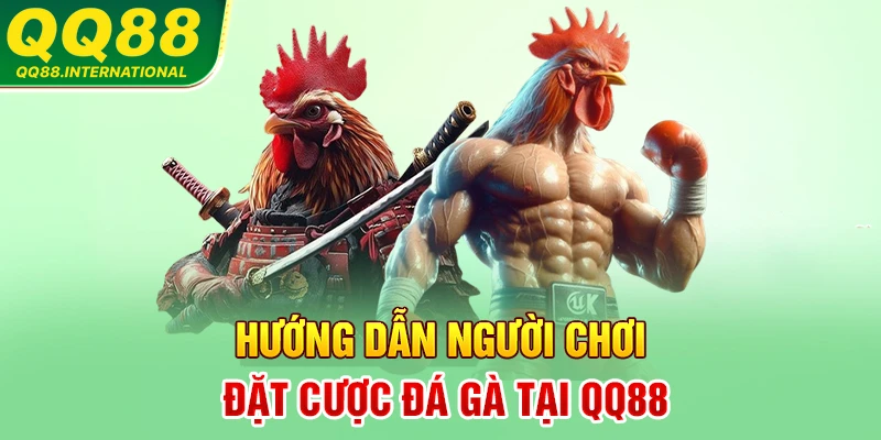 Hướng dẫn người chơi đặt cược đá gà tại QQ88