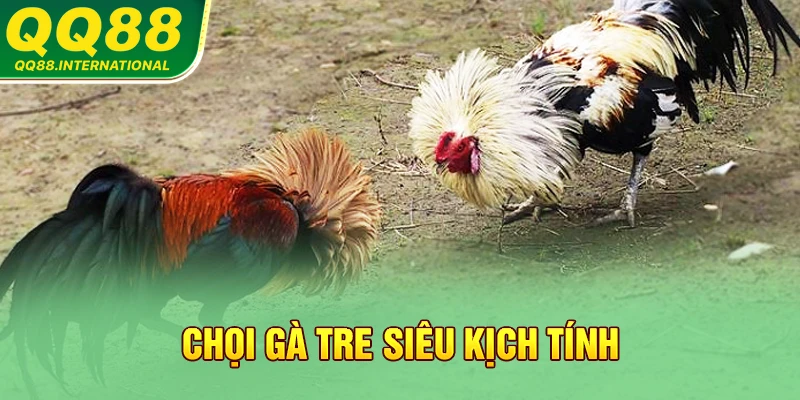 Chọi gà tre siêu kịch tính