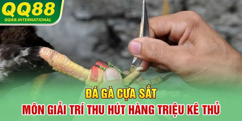Đá Gà Cựa Sắt - Môn Giải Trí Thu Hút Hàng Triệu Kê Thủ