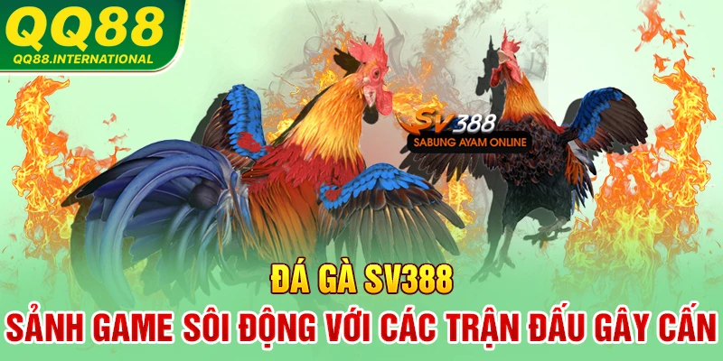 Đá Gà SV388 - Sảnh Game Sôi Động Với Các Trận Đấu Gây Cấn