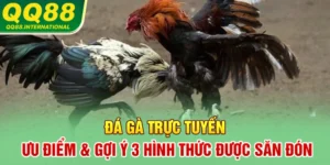 Đá Gà Trực Tuyến | Ưu Điểm & Gợi Ý 3 Hình Thức Được Săn Đón
