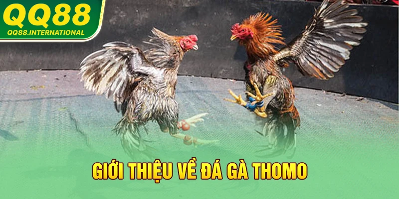 Giới thiệu về đá gà Thomo